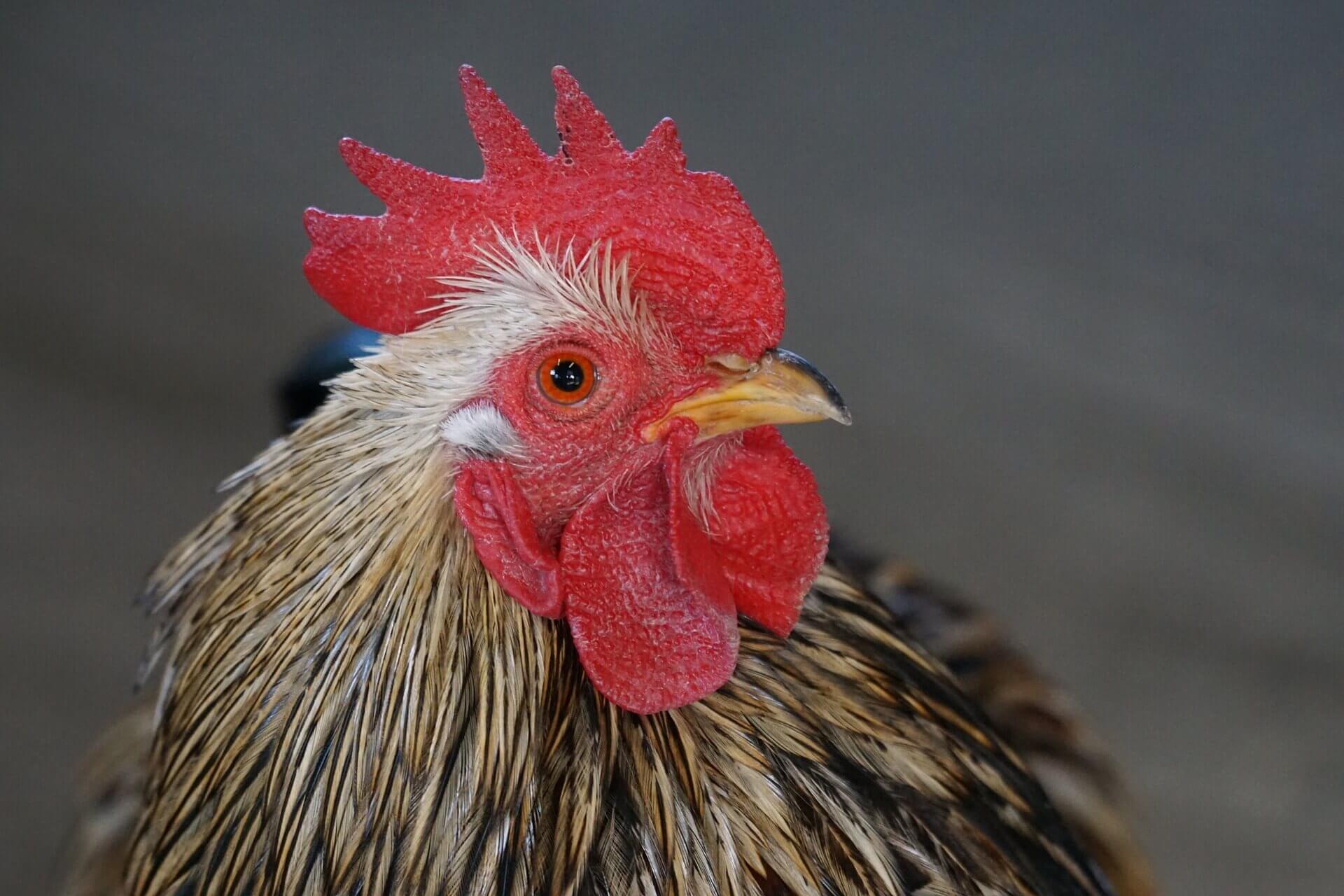 Advertising Students Show Chicken-Eaters the Truth