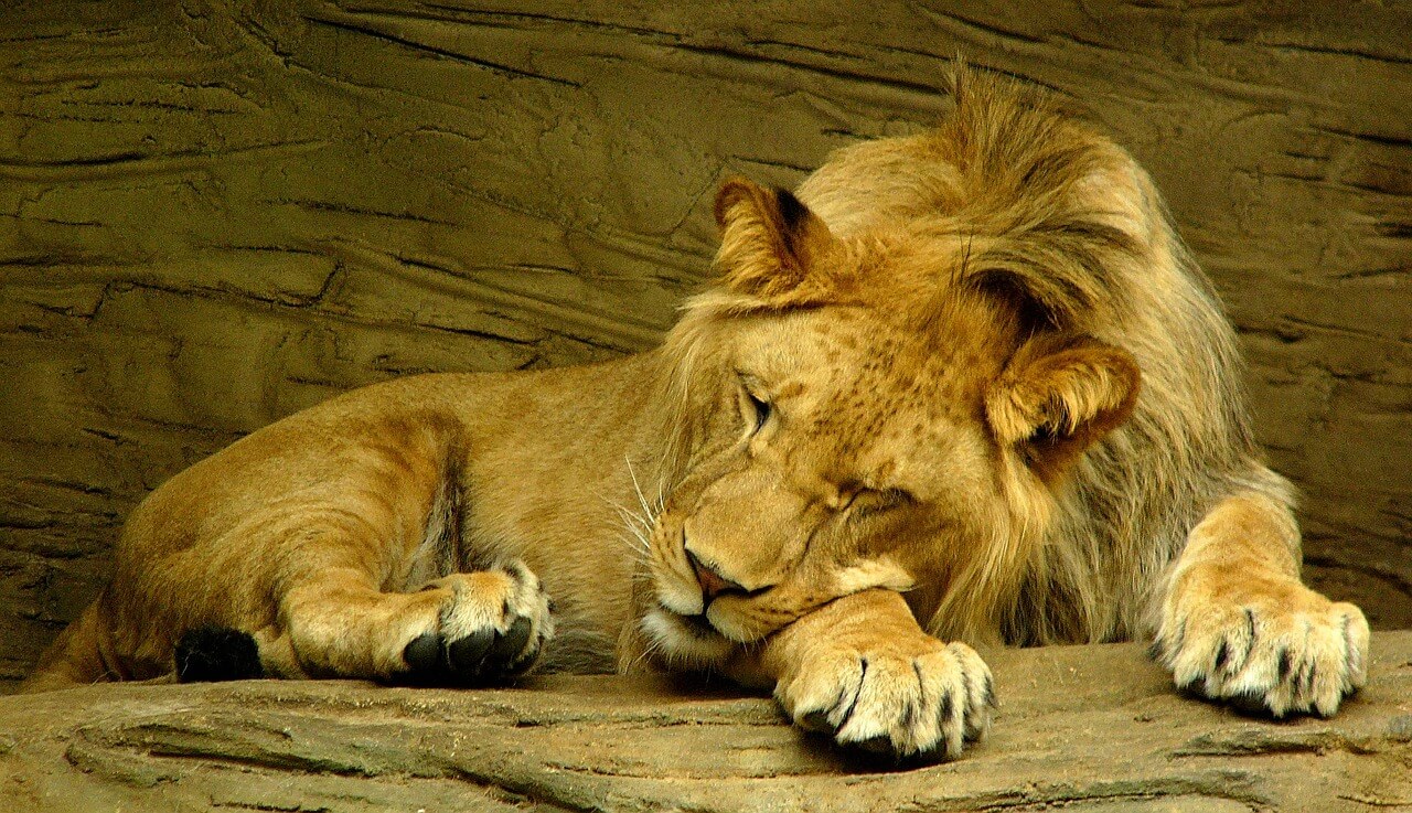 Video: Heavily Drugged Lion Used as Photo Prop in Indonesian Safari Park - News - PETA Asia Video: Heavily Drugged Lion Used as Photo Prop in Indonesian Safari Park - News - PETA Asia