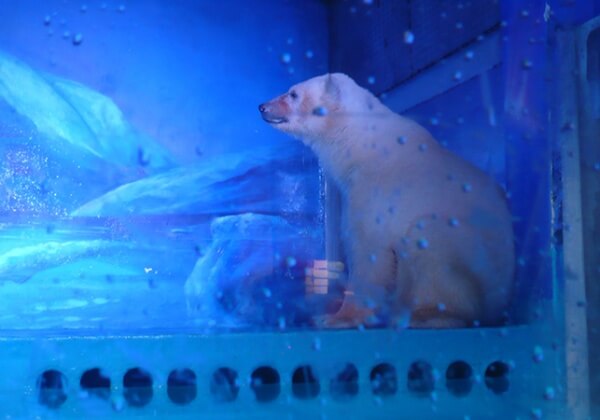 Help Release Polar Bears, Penguins and Whales from the Saddest Zoo in the World