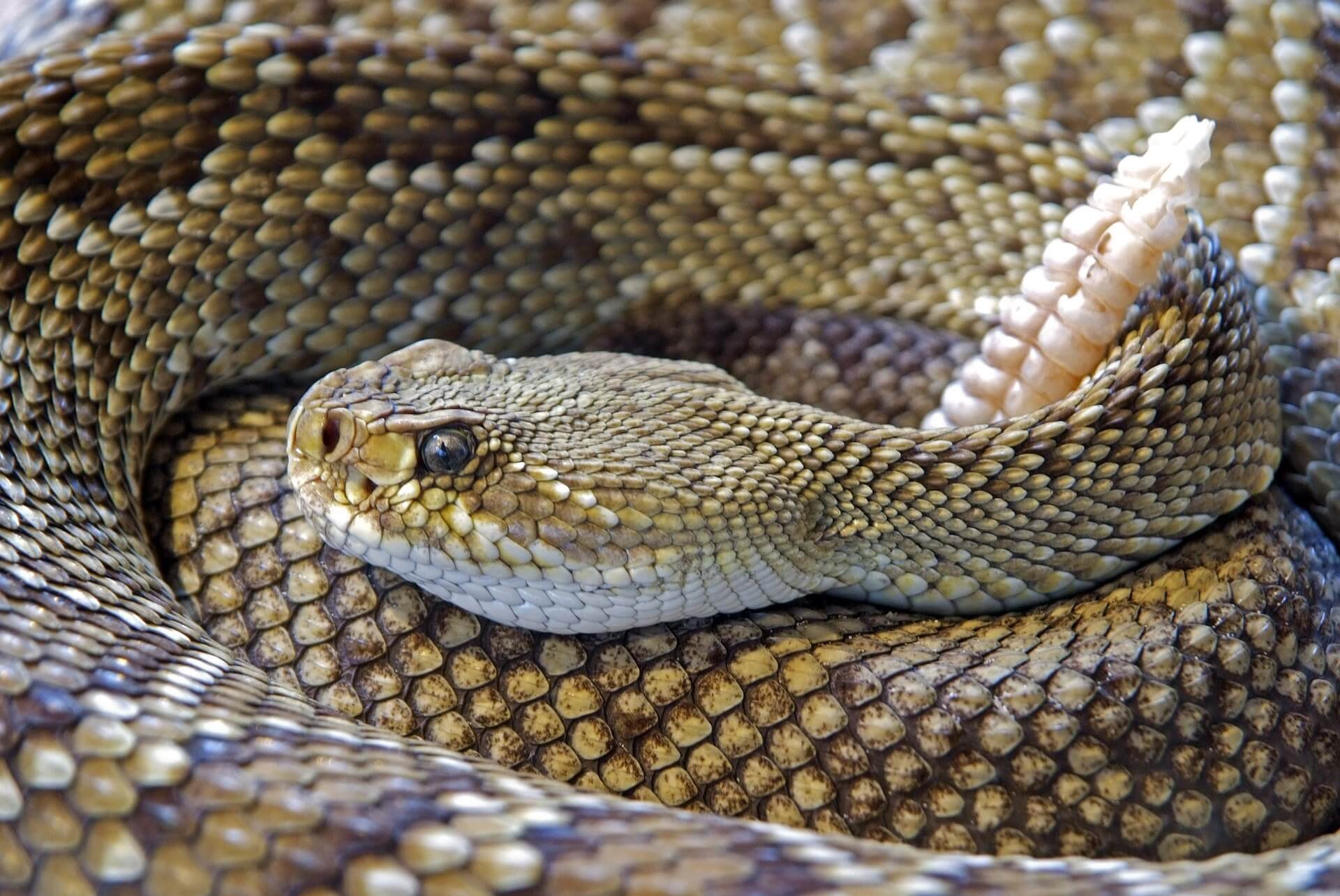 World Record Snake Dies After Just Three Days in Captivity