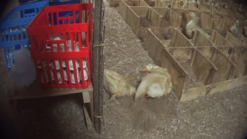 This duck survived for at least two minutes after a worker wrung her neck.