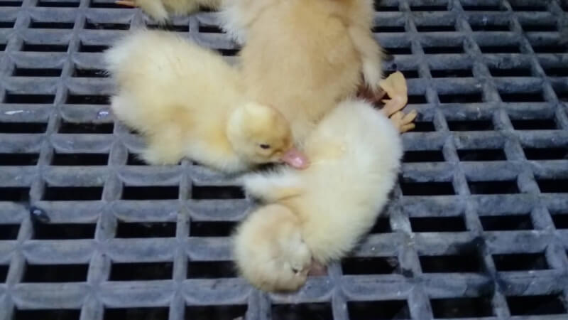 Some ducklings, like this one, died just a few hours after hatching. 