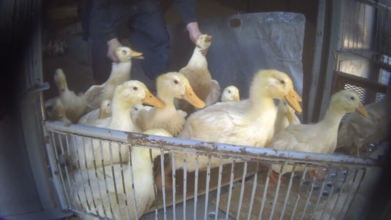Thousands of ducks, many of whom were injured or lame, were dumped, kicked, or thrown onto trailers before being hauled hundreds of miles away to be slaughtered.