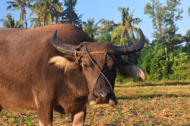 Carabao With Legs Hacked Off Is Left to Die