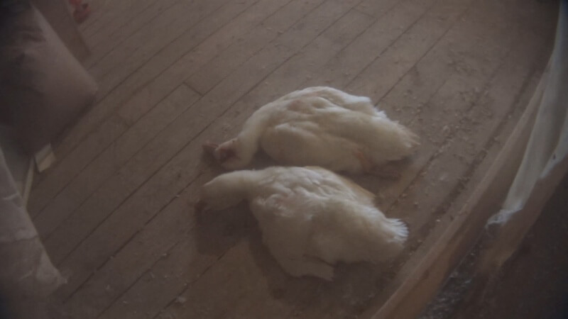 These ducks survived for at least 10 minutes after being slammed against a wall. 