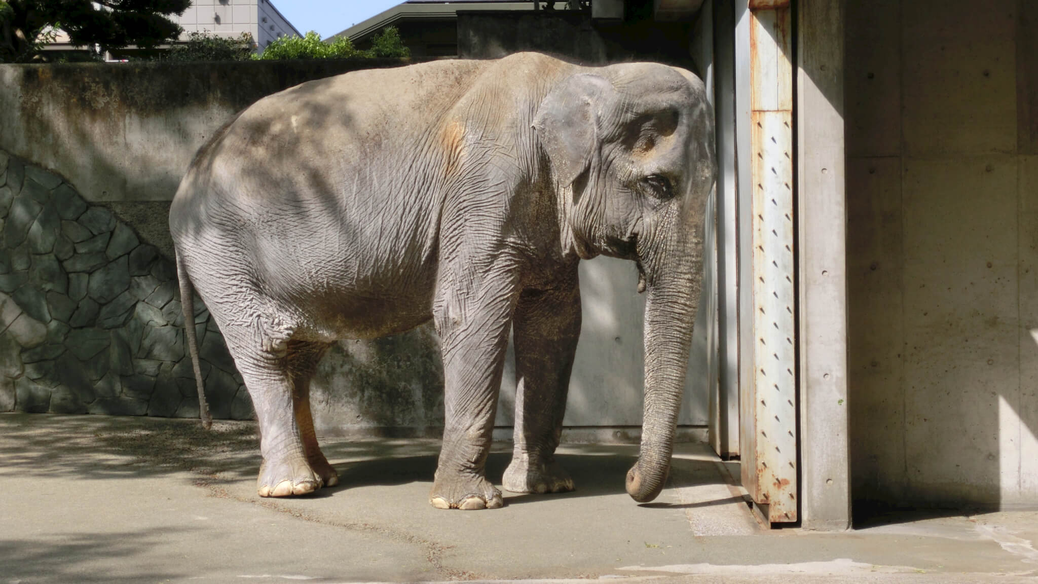 Japan’s Oldest Elephant Dies After Decades Alone News PETA Asia
