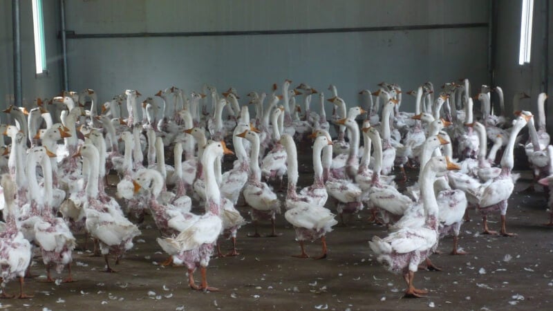 Geese after plucking 3