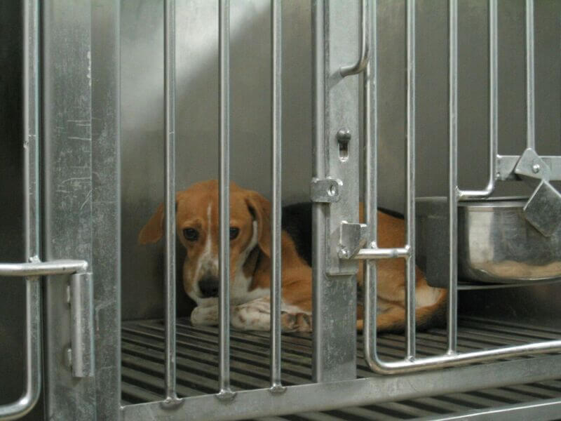 shocking facts about animal testing