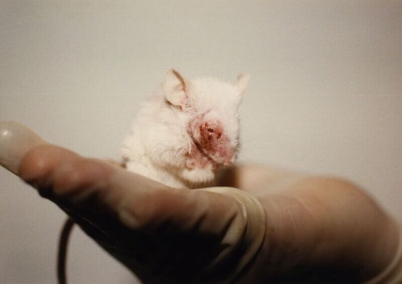 cancer mouse