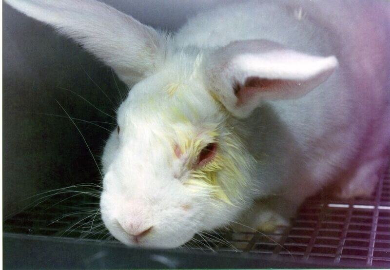 5 Shocking Things You Didn't Know About Animal Testing - PETA Asia