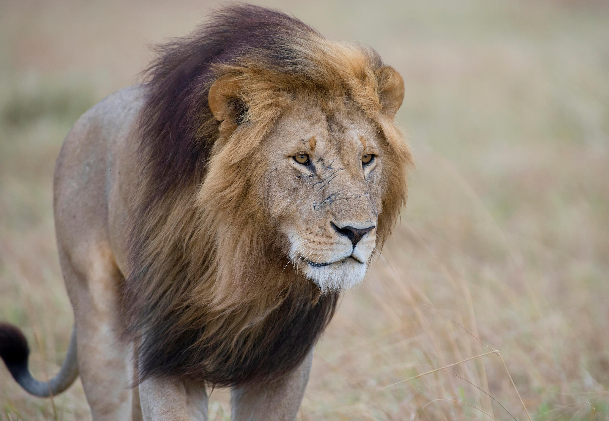 ‘Leaked Video’ Shows Lion Get Revenge on Trophy Hunter