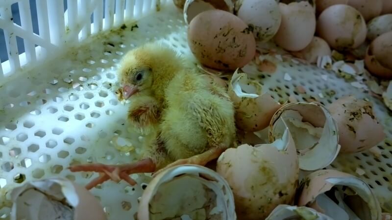 Chicks like this one were deprived of warmth, comfort, and mothering.