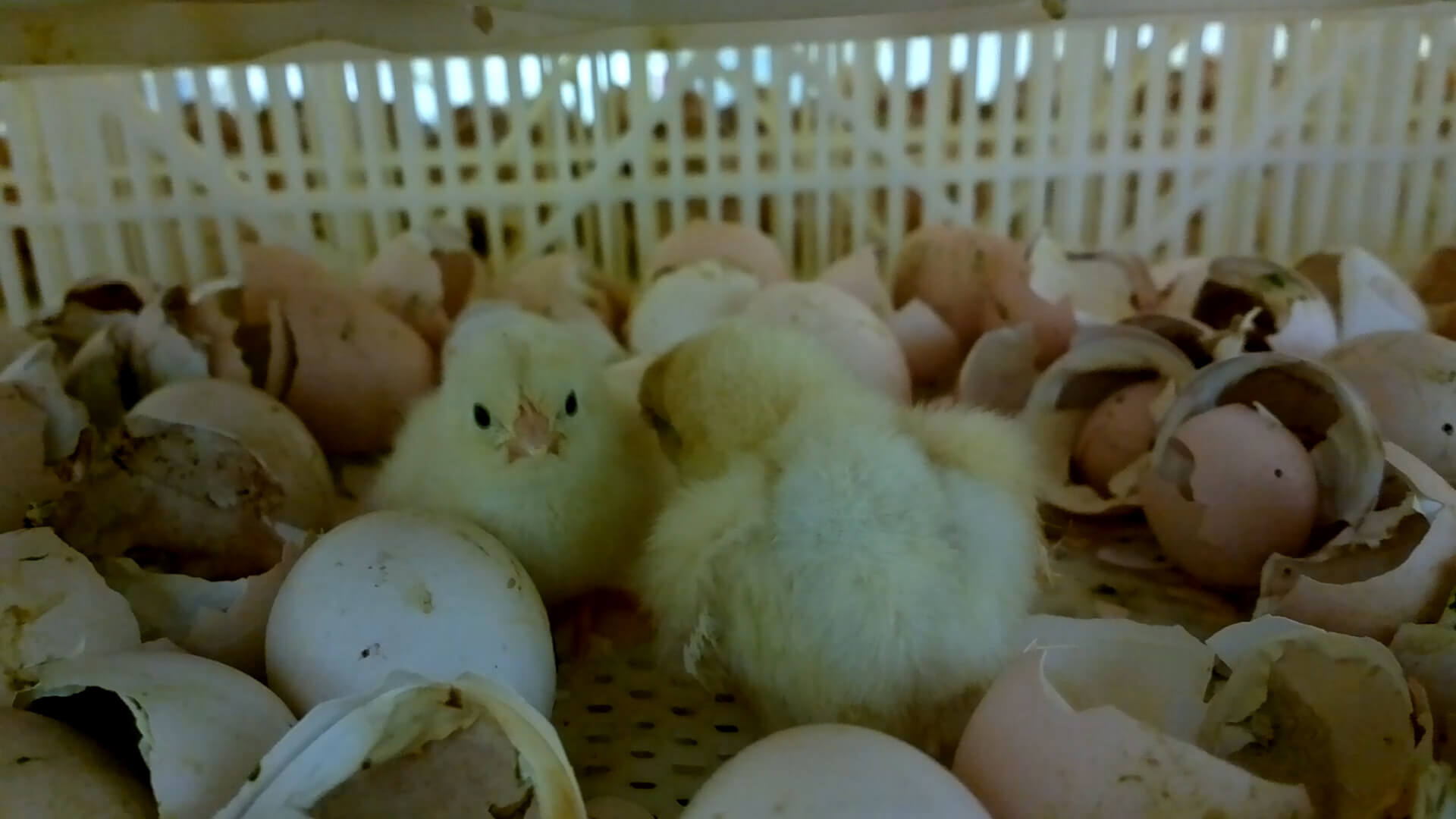 Exposed: Chicks Ground Up Alive at Well-Known Chicken Supplier