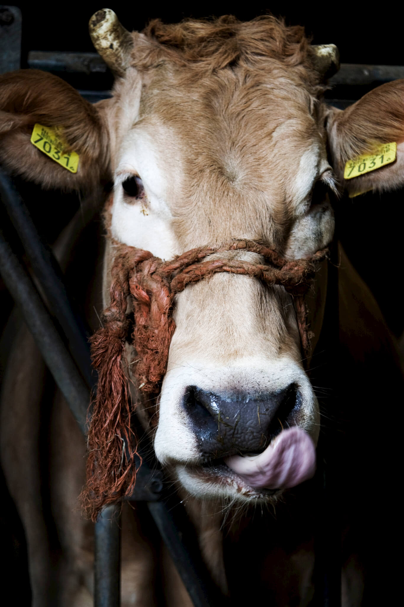 Shocking Slaughterhouse Footage: Cattle Killed With Sledgehammers In Vietnam