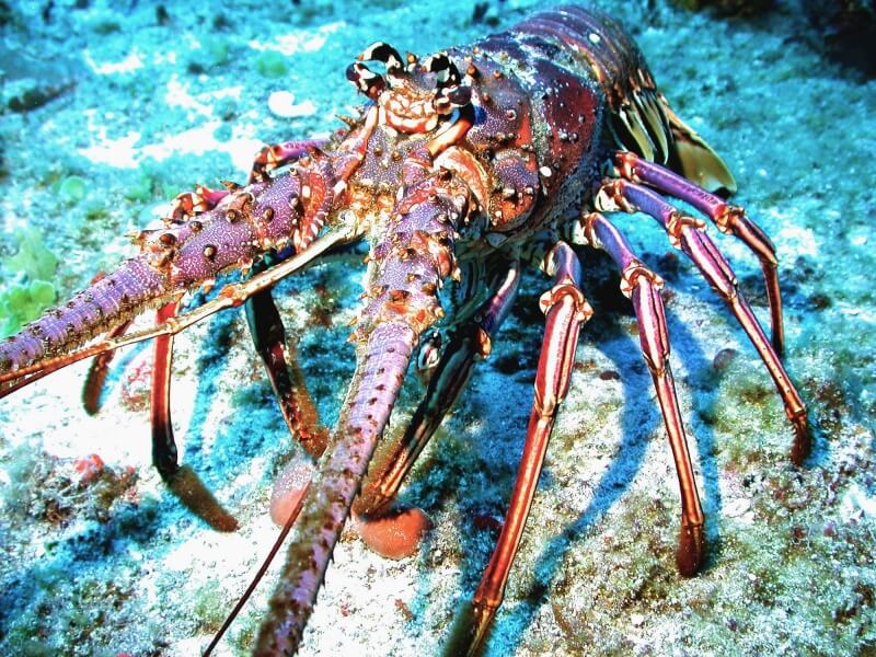 Caribbean_spiny_lobster