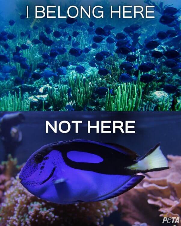 Dory-Belong-Here-Not-Here-PETA-602x750