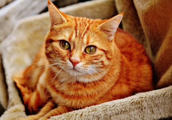 Smoking Endangers Animals, Too