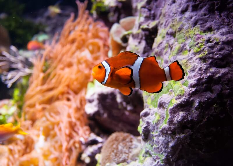 clown-fish-1334025