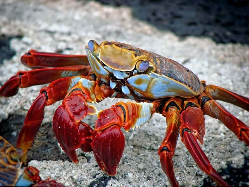 crab-298346_1920