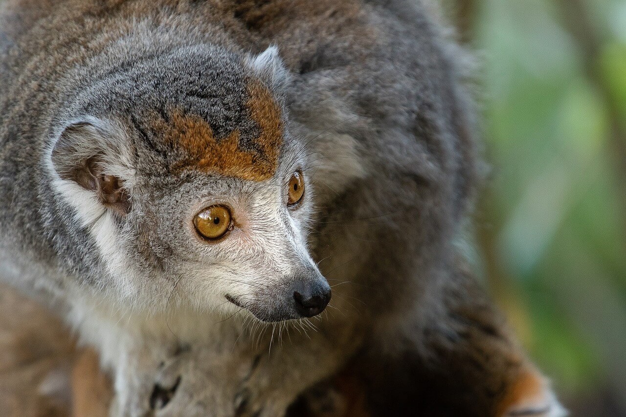 Plant-Eating Lemur Blamed for Buffalo’s Barbaric Death