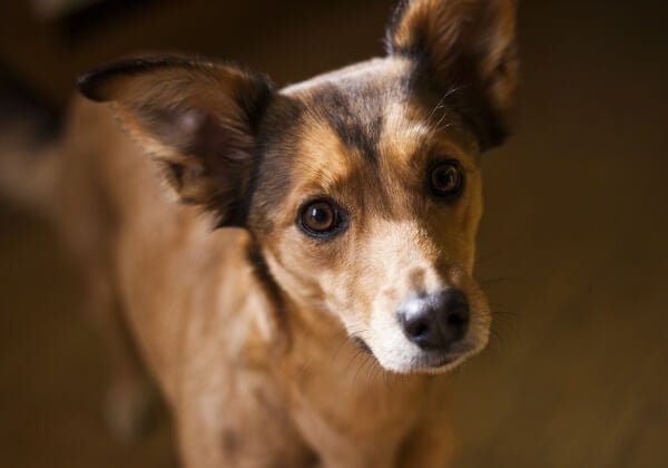 Rescuing Yulin Dogs Will Backfire, Animal Charities Warn