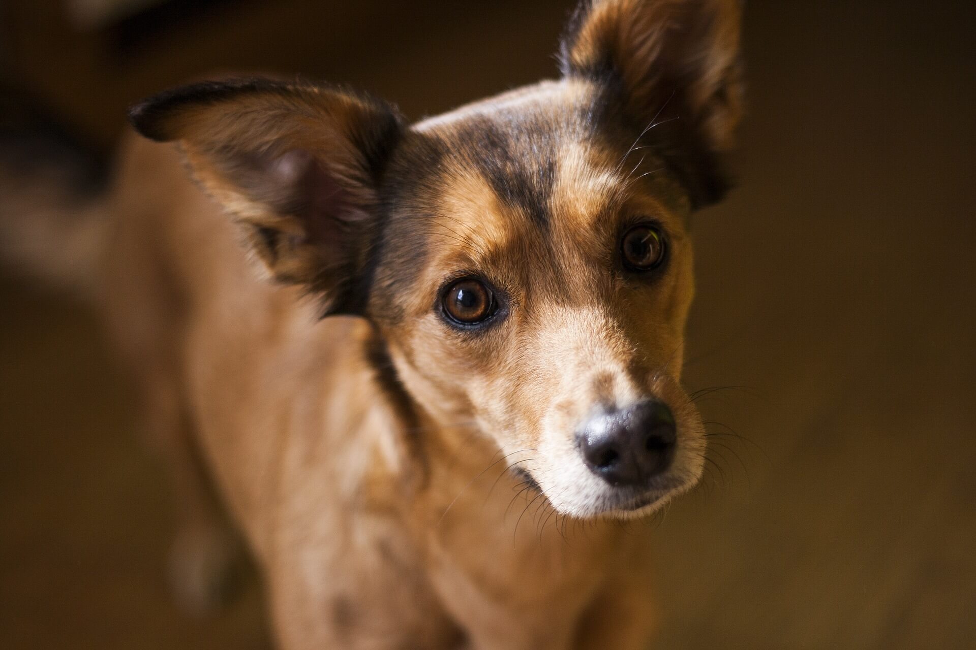 Rescuing Yulin Dogs Will Backfire, Animal Charities Warn