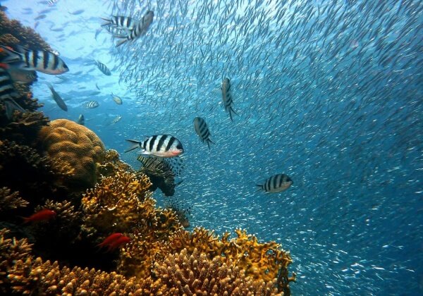 Speak Out for ALL Ocean Inhabitants on World Oceans Day