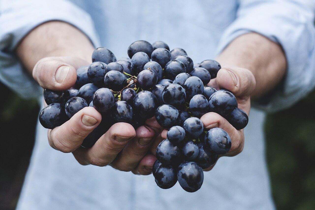 How Vegan Living Can Help Meet Sustainable Development Goals