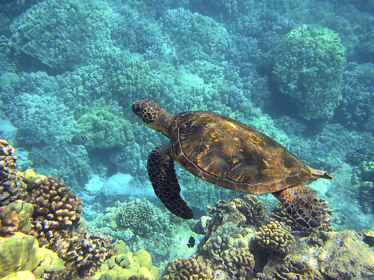 Turtle Dragged From the Ocean and Tortured for Selfies