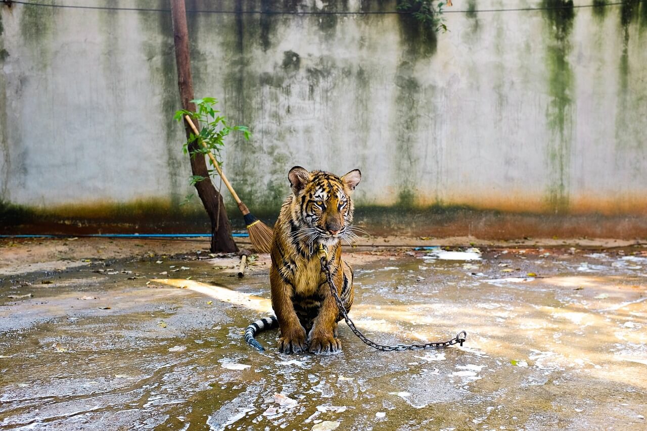 Is This Finally the End for Thailand’s Tiger Temple?