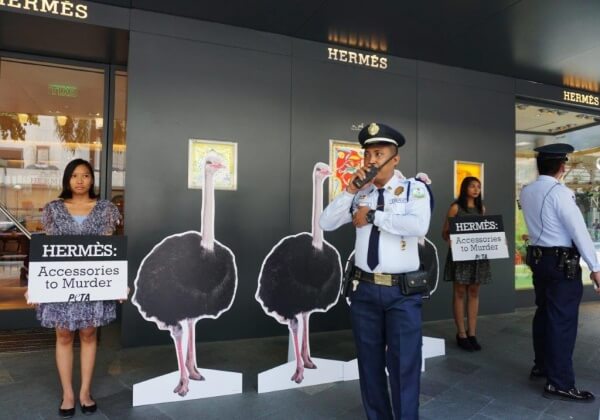 PHOTOS: Ostriches in Manila Protest in Front of Hermès
