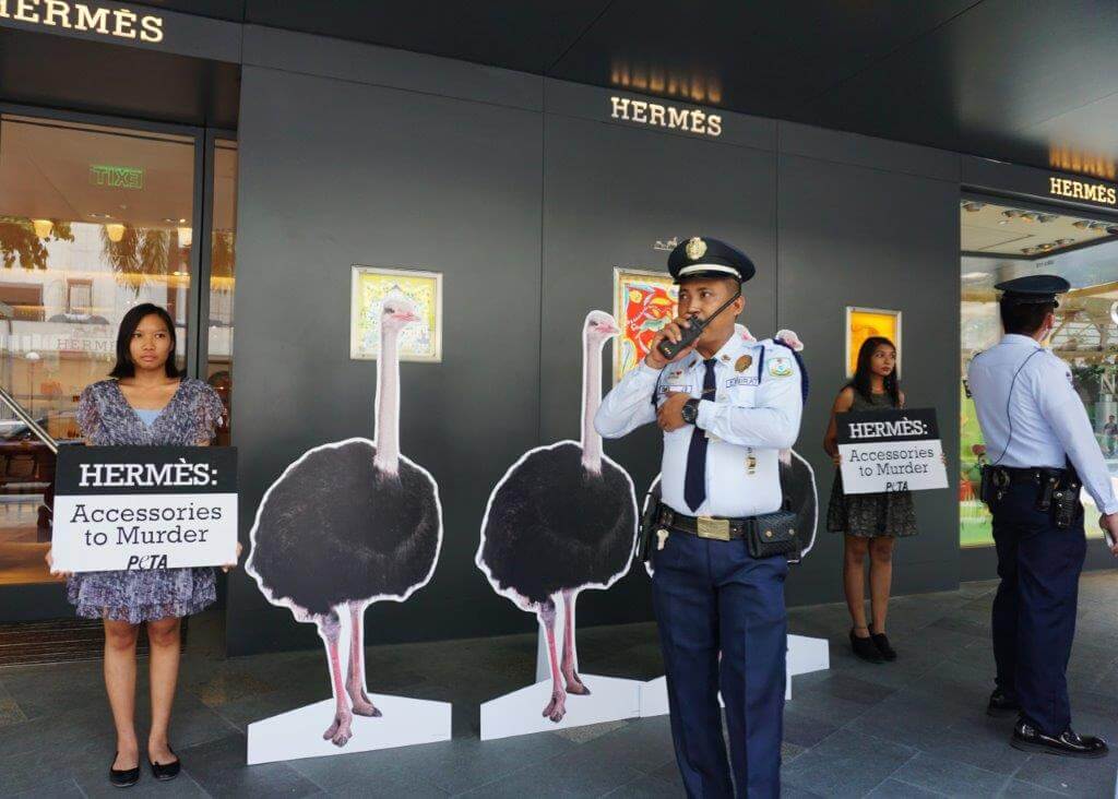 PHOTOS: Ostriches in Manila Protest in Front of Hermès