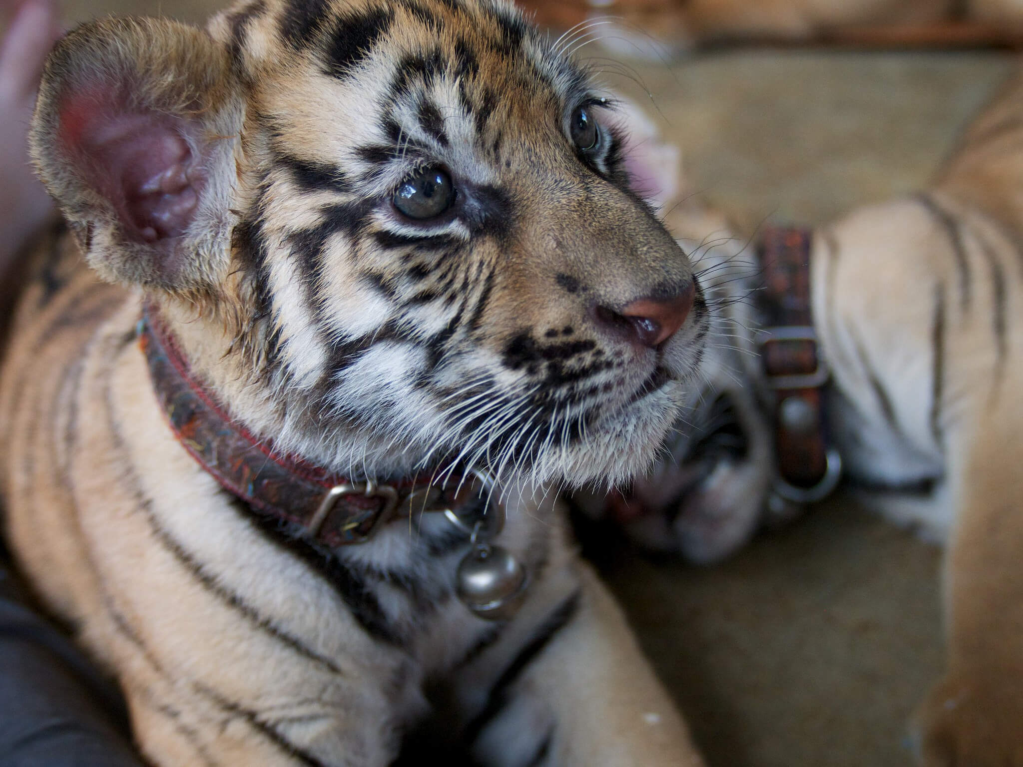 Dear Everyone, Tigers Are Not Selfie Props - News - PETA Asia