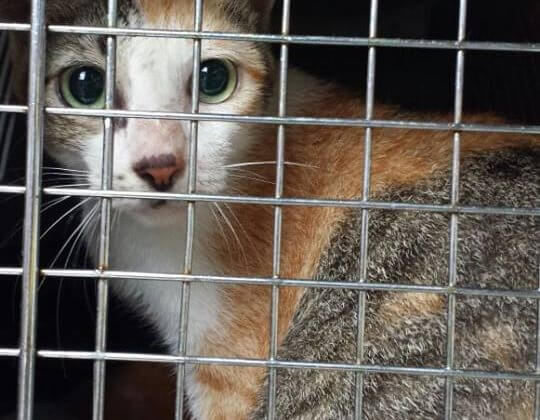 Dubai Firefighters Are Heroes for Animals