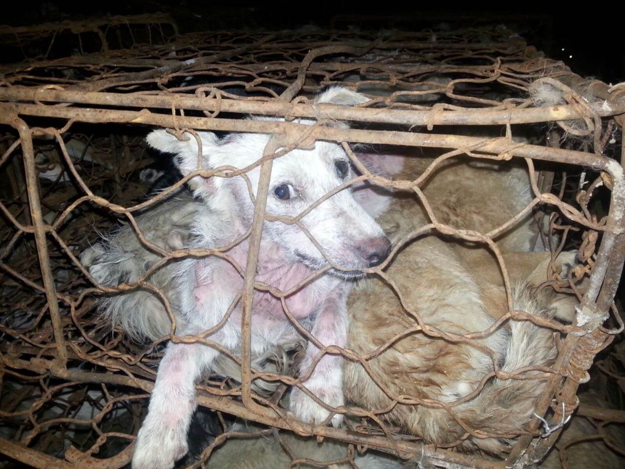 Do These Photos From the Yulin Dog-Eating Festival Look Familiar?