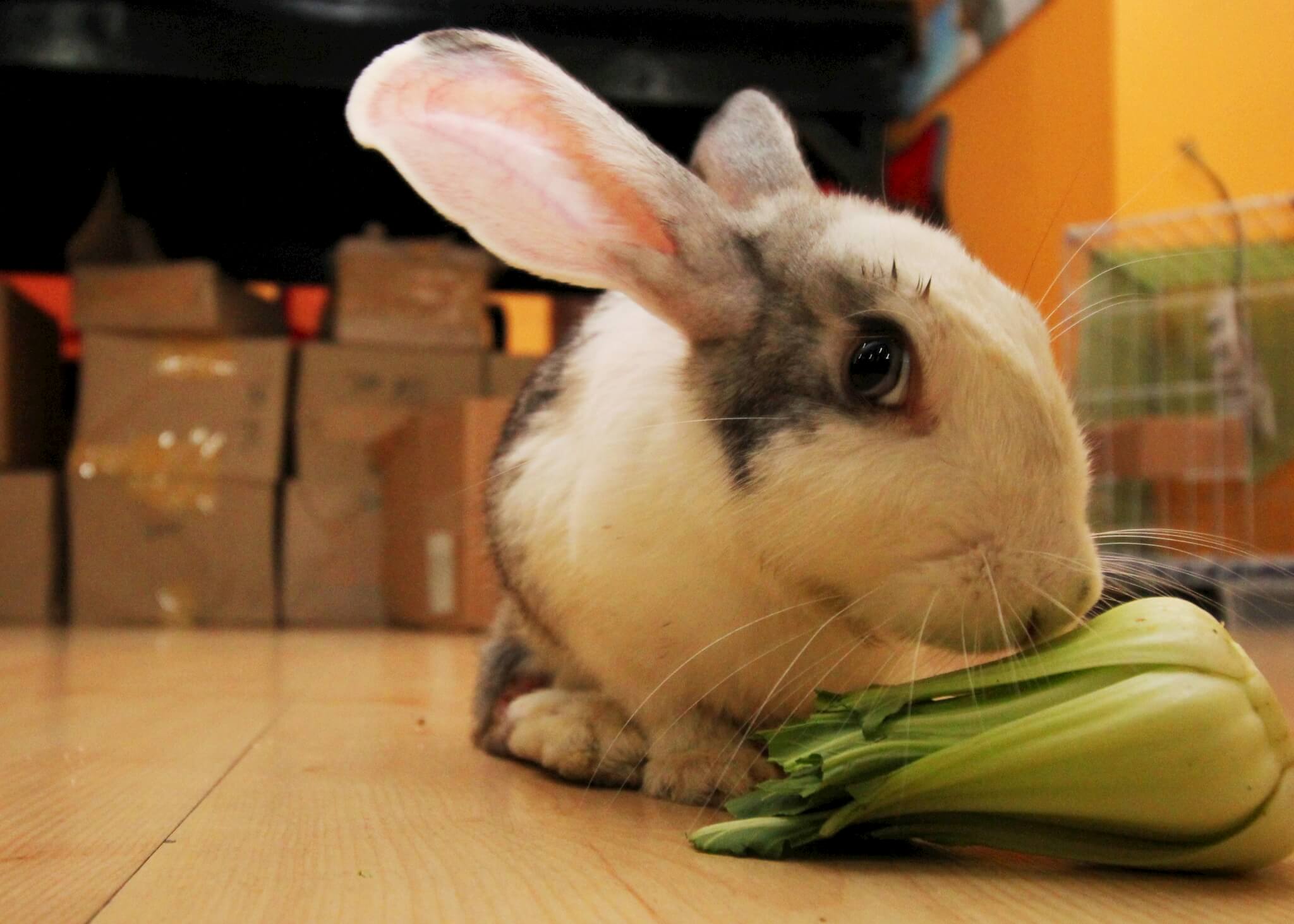 Animals Like Tofu Need Your Help—Adopt, Don’t Shop