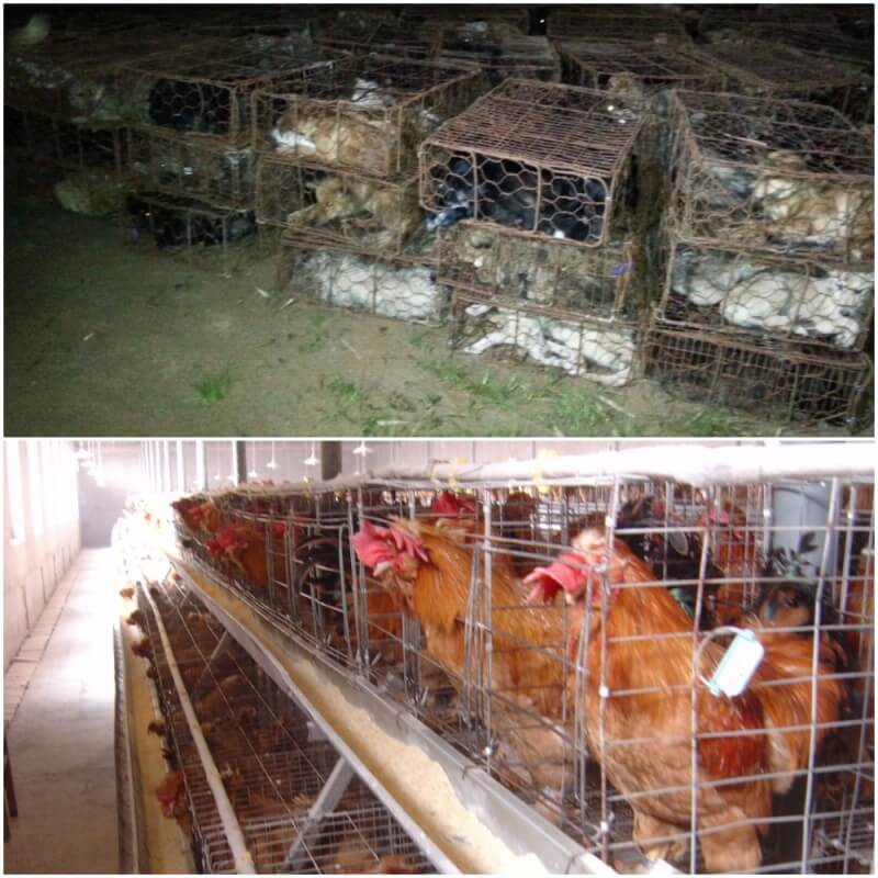 Yulin_crates dogs_chickens