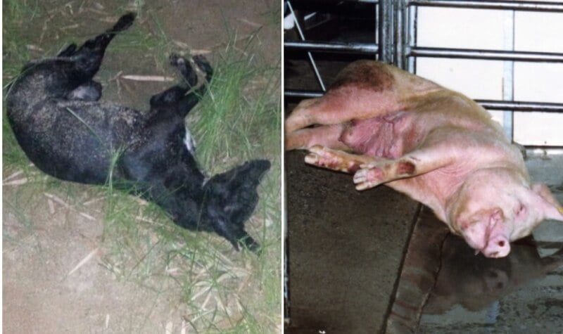 Yulin_dead_dog_pig 3