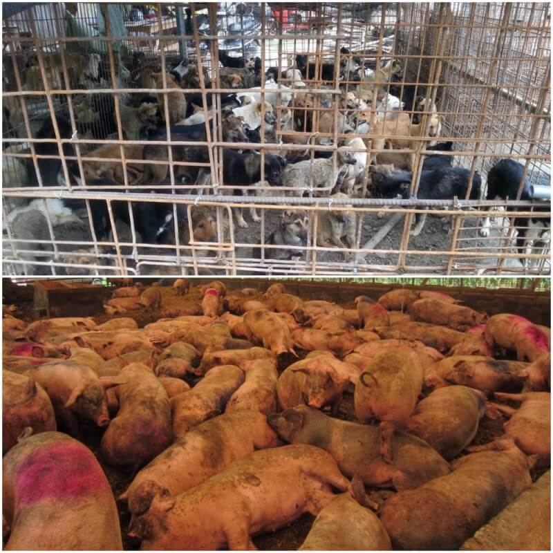 Yulin_dogs and pigs