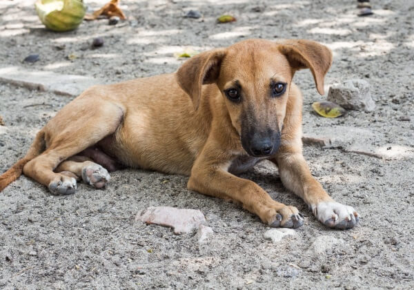 Video: Puppy Is Tortured and Hanged by Laughing Soldiers in Taiwan