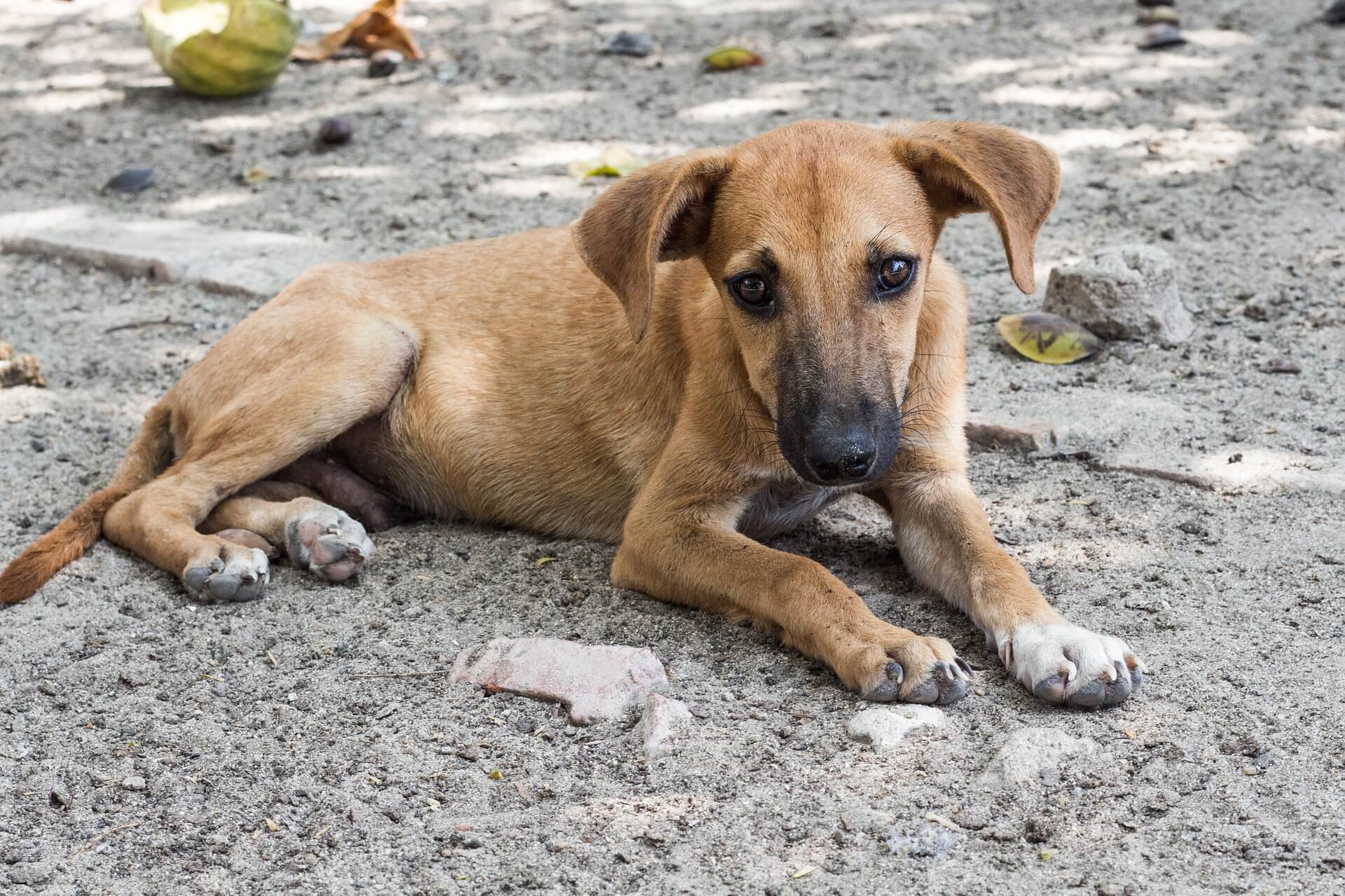 Video: Puppy Is Tortured and Hanged by Laughing Soldiers in Taiwan