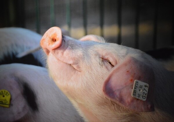 These Pigs Who Survived Deadly Floods Now Deserve Freedom