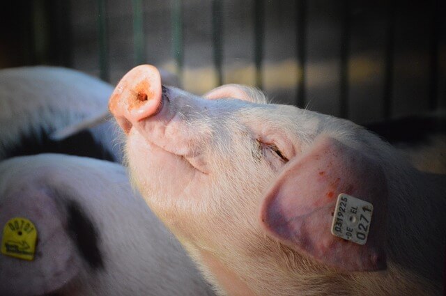 These Pigs Who Survived Deadly Floods Now Deserve Freedom