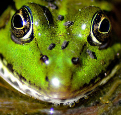Video: Frog Dismembered and Eaten While Still Alive in Japan