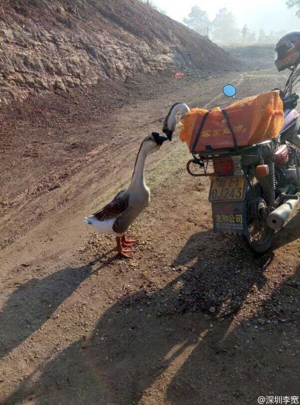 Caught on Camera: Two Geese Share Last Kiss