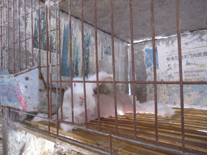 IMG_8168-Angora-Raw-Skin