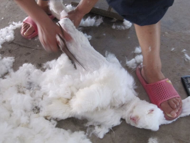 Rabbits were yanked out of enclosures by their sensitive ears and pinned under workers’ feet while they were violently sheared.