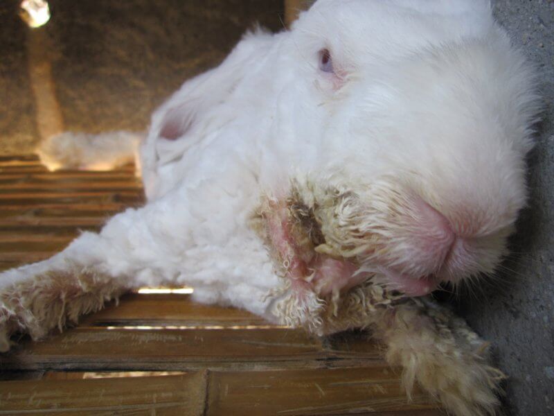 Most of the rabbits were suffering from a severe skin irritation caused by excessive salivation. Their saliva ran down their necks and onto their chests and forelimbs. As a result, these areas of skin had become severely infected. Many animals exhibited rapid, open-mouthed breathing brought on by heat stress or respiratory disease.