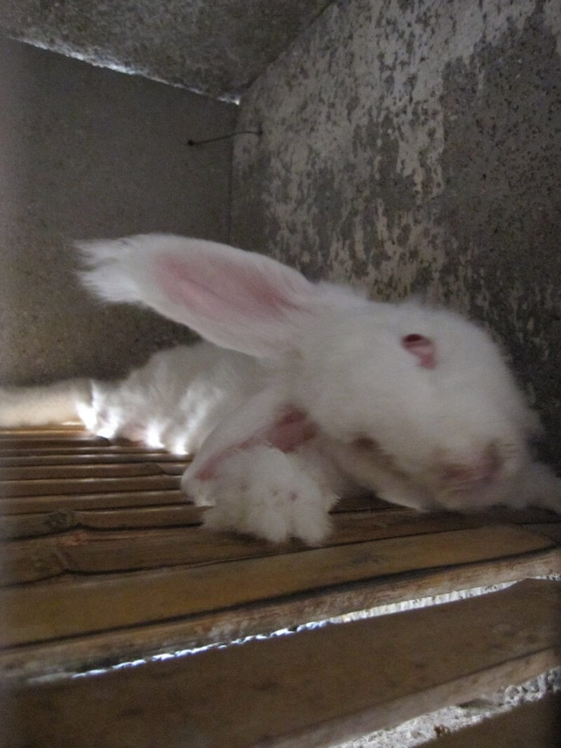 Many rabbits’ heads were tilted at a 90-degree angle. This condition is caused by damage to the ears, likely from being roughly handled every 30 to 60 days when they’re yanked out of cages for shearing. Because of the head tilt, they were unable to orient themselves to eat or drink and were very slowly dying of starvation or dehydration.