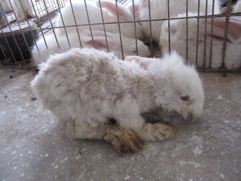 Of the farms that the group visited, rabbits were not euthanized on site under any circumstances, no matter how sick or injured they were. They were left to languish for days, weeks, or even months without relief or treatment before finally succumbing.